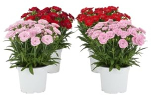 Pack Ambiente Floral – Cuatro Claveles Naturales en Maceta | Lote de 4 Claveles Naturales DECOALIVE para Interior y Exterior