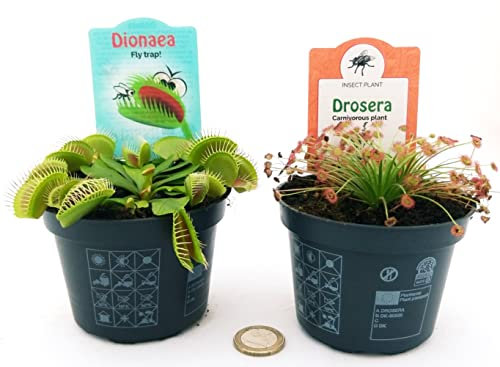 POWERS TO FLOWERS - DROSERA PARADOXA e DIONAEA MUSCIPULA, 2 PIANTE, VASO 10CM, piante vere