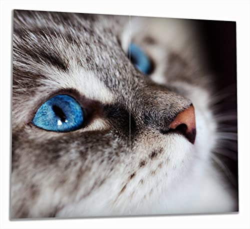 Wallario Herdabdeckplatte/Spritzschutz aus Glas, 2-teilig, 60x52cm mit 8mm hohen Füßen, für Ceran- und Induktionsherde, Katze mit strahlend blauen Augen