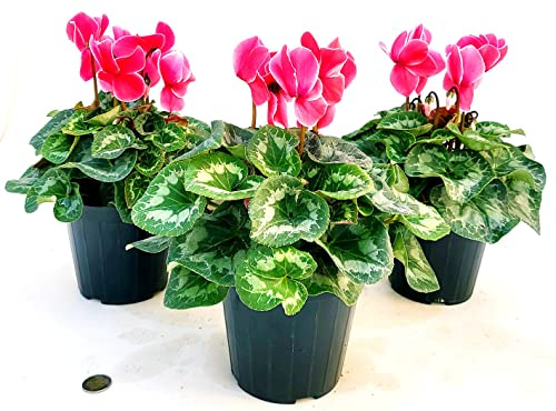 POWERS TO FLOWERS - CICLAMINO A FIORE GRANDE ROSA SALMONE, CICLAMINO DA BALCONE, 3 PIANTE, VASO 14CM Diametro, piante vere