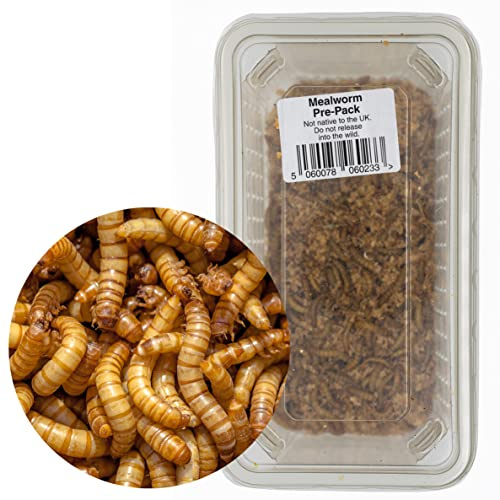 Livefoods4u Live Mealworms 60g Tub 20-30mm | Reptile & Wild Bird Food