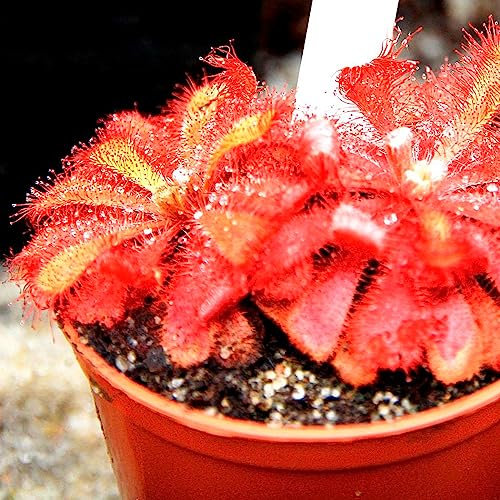 Sundew Drosera Seeds - Alice Sundew 'Drosera Aliciae' Carnivorous - 5 Seeds