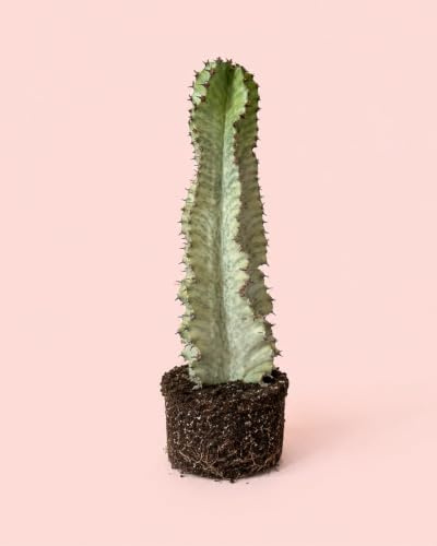 Euphorbia Cactus Variegado | Planta Natural Exterior | Pur Plant