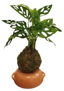 Kokedama con Monstera Adansonii – Planta Natural de Interior – Diseño Minimalista – DECOALIVE