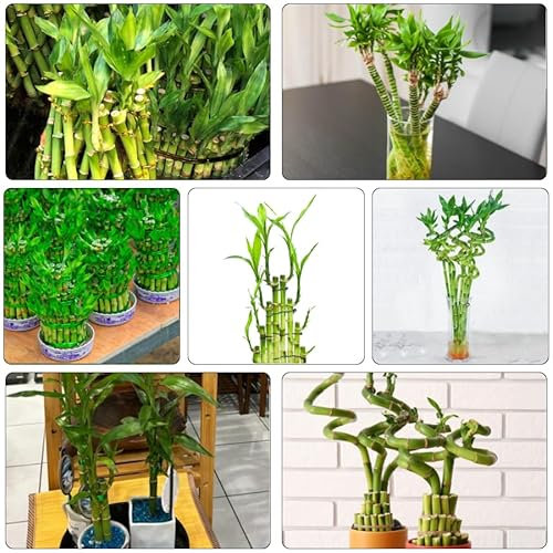 semillas de bambú de la suerte bonsái olivo real planta plátano y palma zapatera potos palma cocotera - Plantas raras - planta bambú bambú gigante guisante árbol dragón plantas 40pcs