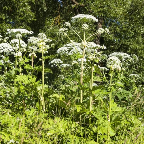 semi di levistico, resistenti per giardini rocciosi giardino aromatiche selvatiche esotico aromatiche da giardino medicinali da balcone raro 400pcs