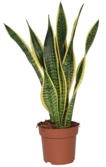 Plant in a Box - Sansevieria Laurentii - Schwiegermutterzunge - Topf 17cm - Höhe 60-70cm - Zimmerpflanzen - Pflegeleicht