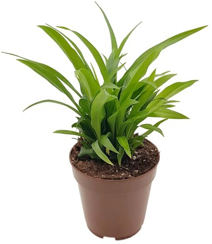 Fangblatt - Chlorophytum orchidastrum 'Lemon' - Grünlilie im Ø 10 cm Topf - pflegeleichte Zimmerpflanze