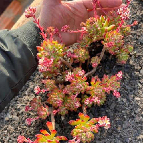 semillas de sedum resistentes - perennes en camas elevadas de jardín de cobertura de orgánicas 50pcs