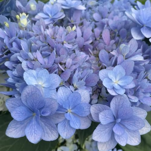 semillas de hortensia jardín balcón decoración resistentes interior 30pcs