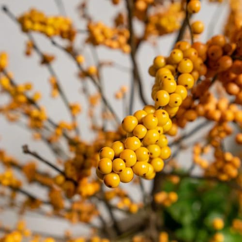 semi di agrifoglio - Ilex aquifolium scalapante resistenti rapida crescita semi giardino perenni resistenti giardino interno interno 25pcs