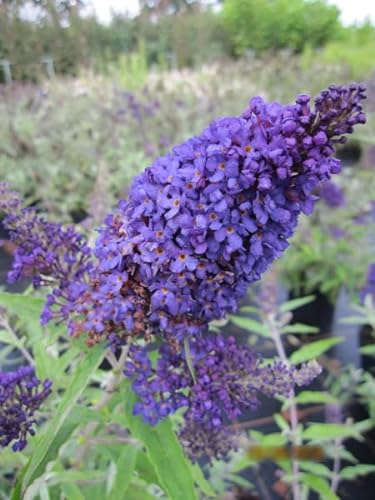 Buddleja buzz Midnight - Sommerfliefer Buzz Midnight 30-40