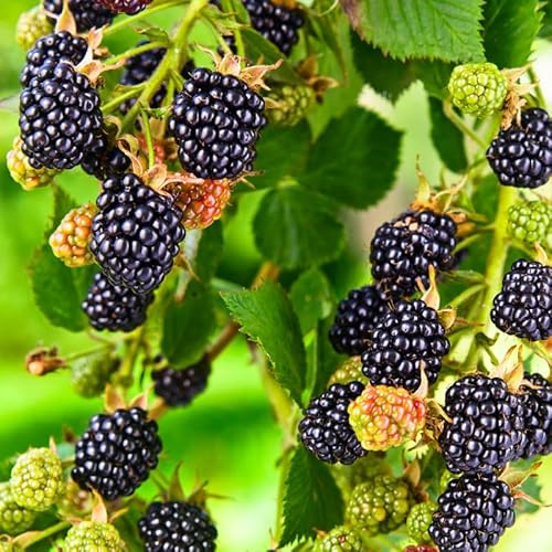Thorny BlackBerry Plant Live, 8 to 10 Inch Tall, BlackBerry Bush Tree Live Plant, Well Rooted, Easy to Plant