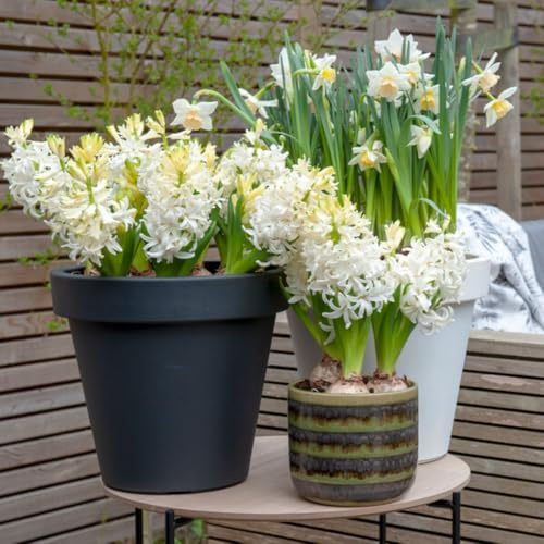 Hyacinth 'Snow Crystal' – Fragrant Double White Hardy Perennial Bulbs for Indoor & Outdoor Spring Blooms, 10 Bulbs, by Thompson & Morgan