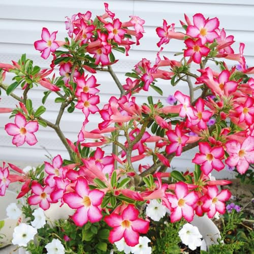 Rosa del deserto bonsai/Rosa desertica perenne resistente all'inverno/Facile da coltivare e richiede poca manutenzione-H-1 Rhizome
