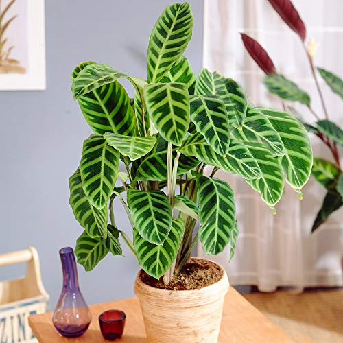 Gardeners Dream Zebra-Korbmarante (Calathea Zebrina) - Echte Calathea Korbmarante Zimmerpflanze - Luftreinigende Zimmerpflanzen - Exotische Pflanzen 30-40 cm Pflanzen Deko Topf Pflanze