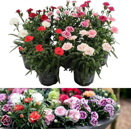 DECOALIVE Lote de 6 Plantas de Clavel Flores Naturales para el Hogar