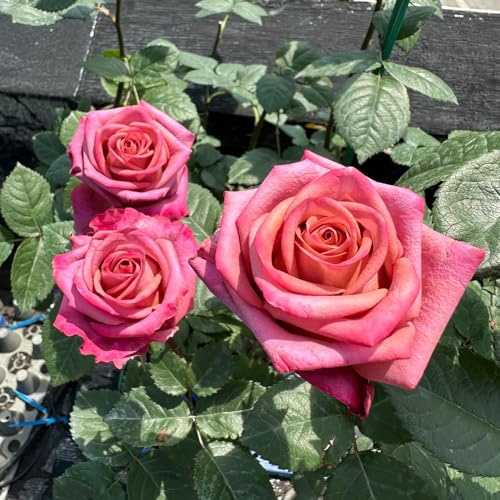 semillas de rosal, arbustos de rápido crecimiento jardín arbustos semillas silvestres ornamental resistente para lugares soleados jardín rocas 150pcs