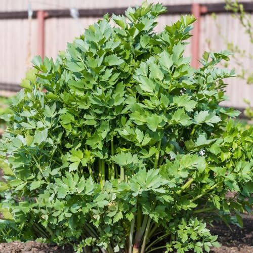 semi di levistico biologico - balcone resistenti perenni estremamente pascolo 100pcs