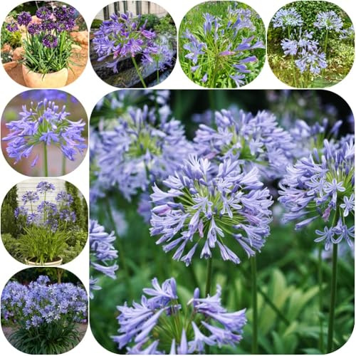 semillas de lirio ornamental, mariposas Agapanto africano, raras perennes resistentes jardín rocas balcón para lugares soleados 300pcs