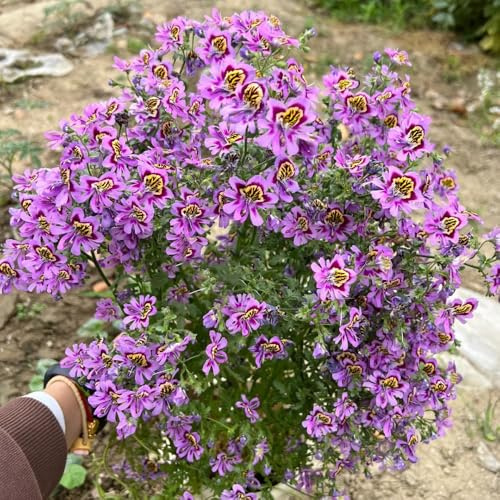 Semillas de orquídeas de granjero, perennes resistentes de Schizanthus pinnatus, orgánicas de balcón 50pcs