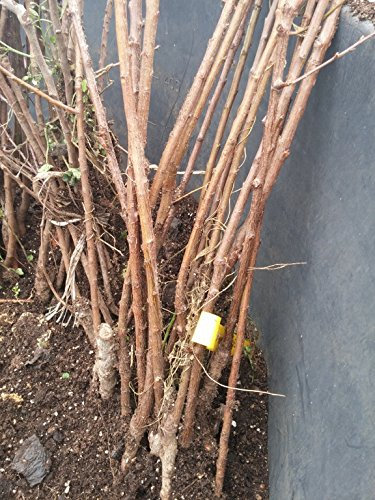 Albicocca Reale Di Imola Pianta a radice nuda Varietà Albicocca Reale Di Imola - 1 Pianta