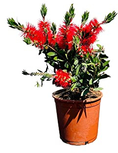 Tropictrees Callistemon Citrinus, 80-100 cm, Bottelbrush, pour plâtre, feutrer, couleur rouge