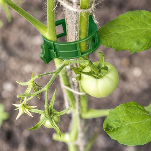 KINGLAKE JH01 100 clips para plantas, clips de soporte para plantas de jardín, clips de vid para tallo de flores para fijar tomates, verduras, pepinos (verde)