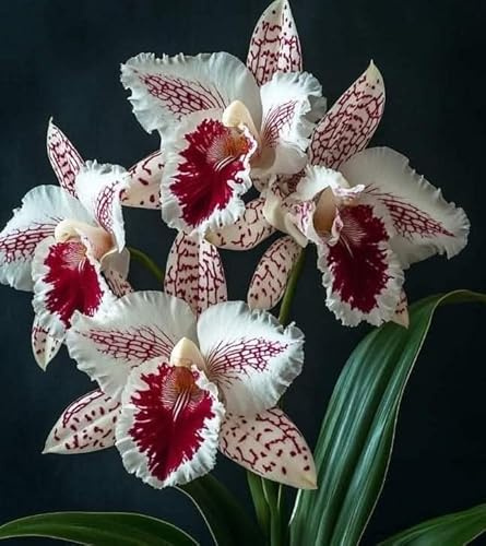 Rizoma Di Cymbidium Orchidea, Resistenti Al Freddo E Alla Siccità, Facile Da Coltivare, Adatto A Primavera E Autunno-8 Rizoma-G