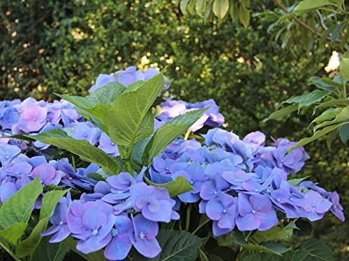 Bauernhortensie 'Blaumeise' - Hydrangea macrophylla Blaumeise - Containerware 30-40 cm - Garten von Ehren®