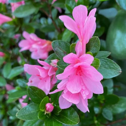 semi di rododendro, decorazione del soggiorno, giardino azalea, resistenti appartamento esotiche, 55pcs