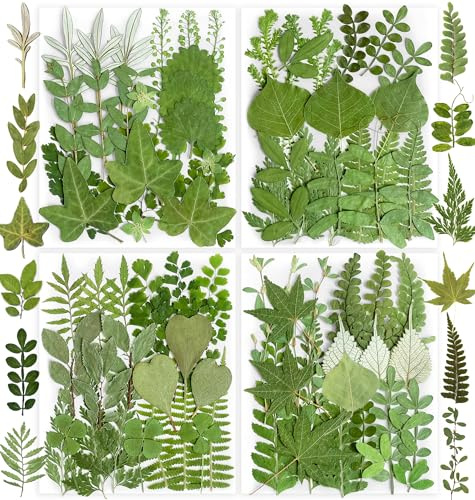TrendCart 84 Stück echte natürliche getrocknete Blumen & grüne Blätter, 4er-Pack für DIY, Resin, Scrapbooking, Bilderrahmen-Dekoration, inklusive Pinzette