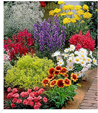 BALDUR Garten Bunter Staudengarten, 9 Pflanzen, Staudenbeet, rote Astilbe, weißes Schleierkraut, Kokardenblume, blaue Glockenblume, rosa Federnelke, gelber Frauenmantel, rubinroter Bartfaden etc.
