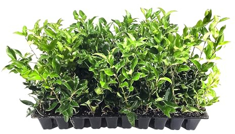 Curled Leaf Privet - Ligustrum Japonicum Recurvifolium - 30 Live Plants - Evergreen Flowering Privacy Hedge
