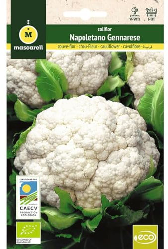 Mascarell Semillas, COLIFLOR NAPOLETANO GENNARESE, Semillas Ecológicas, 1 Gramos