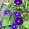 50 piezas Semillas Morning Glory Trepadora Perenne - Plantas trepadoras perennes resistentes al invierno Semillas de gloria de la mañana perenne, enredadera Flores de jardín perenne