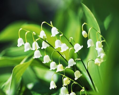 95Pcs White Campanula Flower Seeds