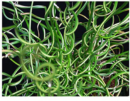 PondPlantsUK 2 x Marginal Plants - Including a Pot and Compost - Live Water Plant Aquatic Pond Lake Marginal Juncus effusus VAR. spiralis - Corkscrew Rush
