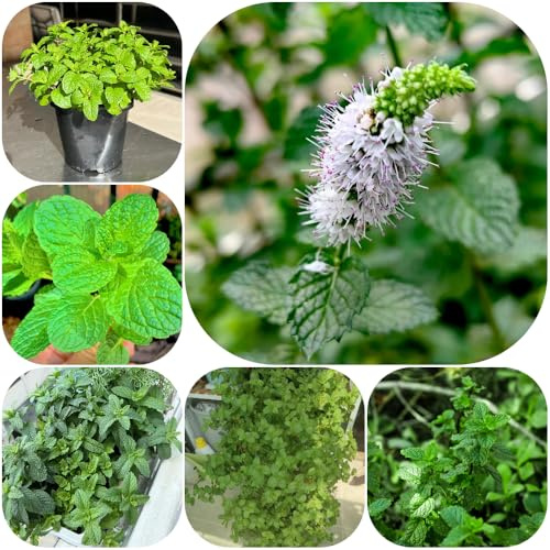 Semi di menta piperita - per giardinieri menta semi di resistenti per giardini rocciosi balcone verdi giardino 900pcs