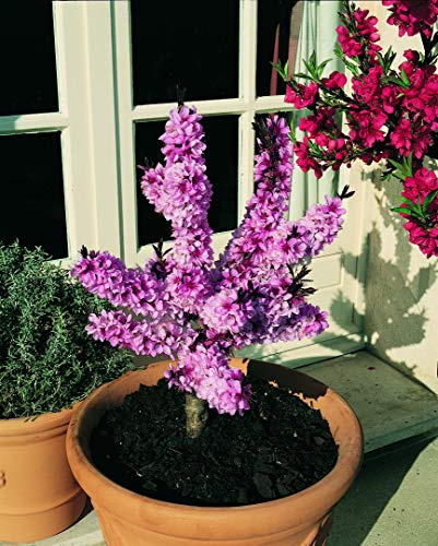 Rotblättriger Zwergpfirsich `Crimson Bonfire´, Zwergobst, 40-80cm, im Topf