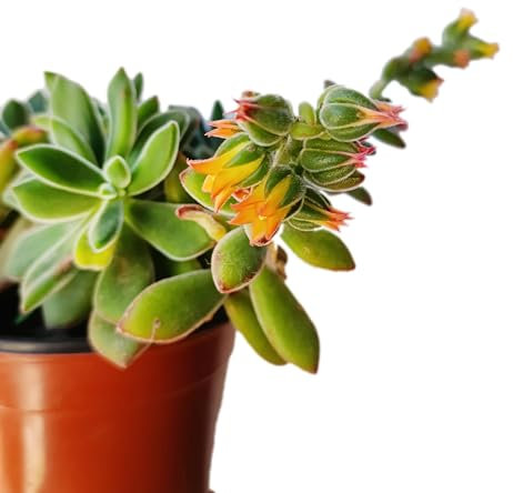 pianta vera di Echeveria pulvinata pianta grassa con fiori