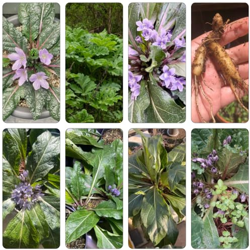 Alraunesamen wohnzimmer deko kräutergarten dekopflanze blumensaat frühlingsblumen indoor kräutergarten blumensamen bonsai topf blumendeko pflanzensamen wildblumen balkonblumen balkon 10samen