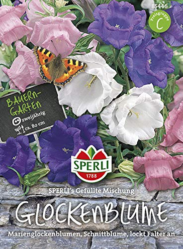 Sperli-Samen Glockenblume Schneeweißchen