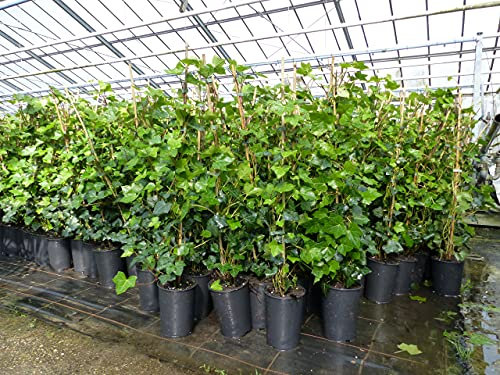 gruenwaren jakubik 10 Stück Efeu Hedera helix 85-105 cm Heckenpflanze winterhart Kletterpflanze Hecke Sichtschutz blickdicht