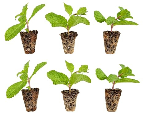 Bonnie Plants Sweet Mint Plug, Live Plant, for Salads, Desserts, and Drinks, Full to Part Sun, 3 Cubic in., 6 Pack
