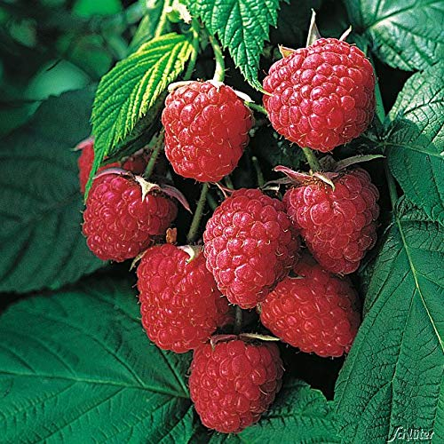 Himbeere 'Autumn Bliss®'