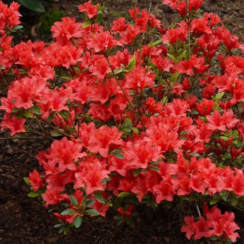 Azalea japonica Orange Beauty (9cm)