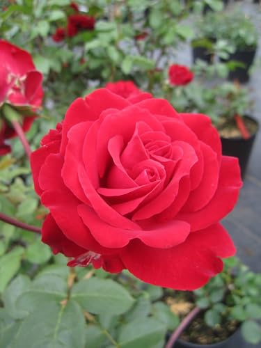 Rosa Störtebeker ® - Edelrose Störtebeker ® - Tantau Rose
