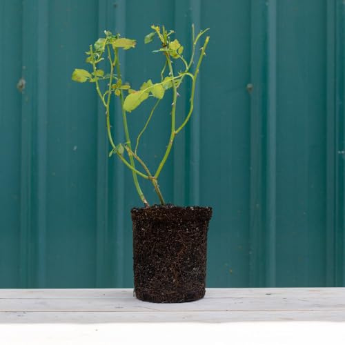 Heirloom Roses Rose Plant - Beautiful Dreamer Apricot Rose Bush, Floribunda Live Plant for Planting Outdoors