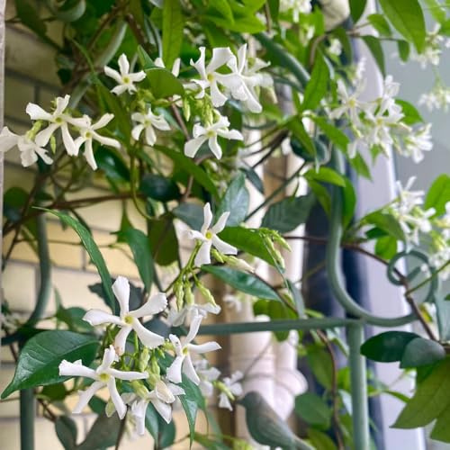 jasminpflanze sternjasminpflanzen 20-30cm - büropflanzen gartenblumen 1pflanzen Wunderschön